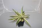 agave quadricolour, Vetplant, Ophalen of Verzenden, In pot, Minder dan 100 cm