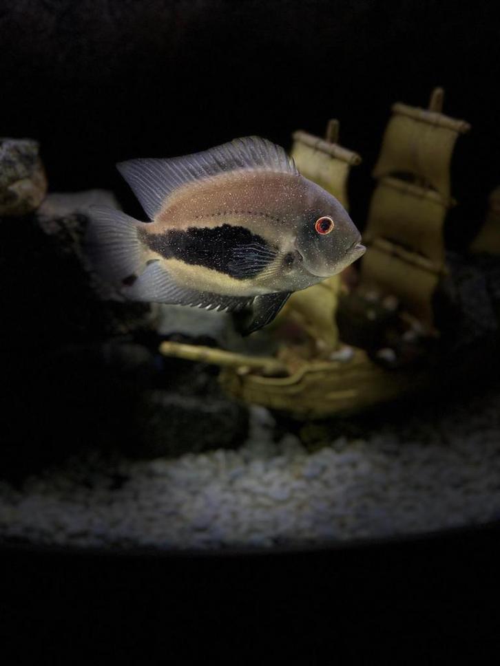 UARU cichliden, Dieren en Toebehoren, Vissen | Aquariumvissen, Vis