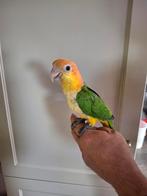 Roestkop caique 2025 supertam eigen kweek, Dieren en Toebehoren, Vogels | Parkieten en Papegaaien