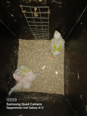 Pyrrhura uit blok beschikbaar voor biedingen