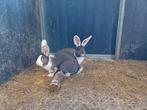 Vlaamse reus, Dieren en Toebehoren, Mannelijk, Groot, 0 tot 2 jaar