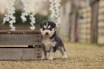 Siberische Husky pups, Belgisch Husky Fokker, Dieren en Toebehoren, België, CDV (hondenziekte), 8 tot 15 weken, Teef