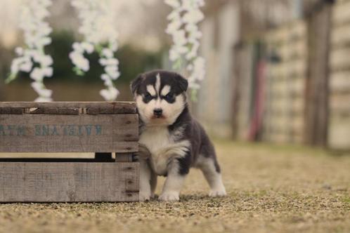 Siberische Husky pups, Belgisch Husky Fokker, Dieren en Toebehoren, Honden | Poolhonden, Keeshonden en Oertypen, Teef, Poolhond