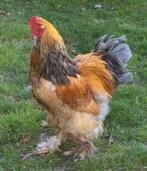 Brahma haan, Mannelijk, Kip