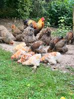 Cochin kriel oker wit gepareld, Dieren en Toebehoren, Pluimvee