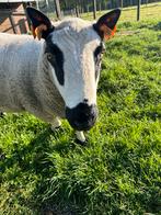 Kerry hill ram, Dieren en Toebehoren, Schapen, Geiten en Varkens, Mannelijk, Schaap, 0 tot 2 jaar