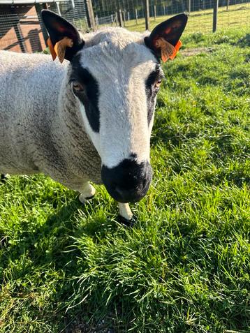 Kerry hill ram, Mâle, Mouton, 0 à 2 ans