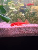 Ancistrus Super Red, Dieren en Toebehoren, Vissen | Aquariumvissen