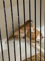 Japanse meeuw roodbruin, Dieren en Toebehoren, Vogels | Duiven, Meerdere dieren, Overige soorten