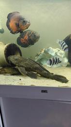 gibbiceps – Zeilvin Pleco