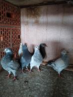 Duivejongen, Dieren en Toebehoren, Vogels | Duiven