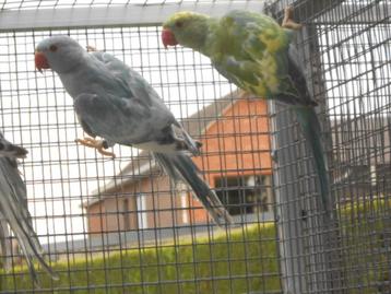 rec bonte halsbandparkieten  beschikbaar voor biedingen