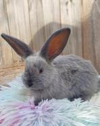 duitse reus x franse hangoor, Dieren en Toebehoren, Konijnen, Meerdere dieren, Groot, Hangoor, 0 tot 2 jaar