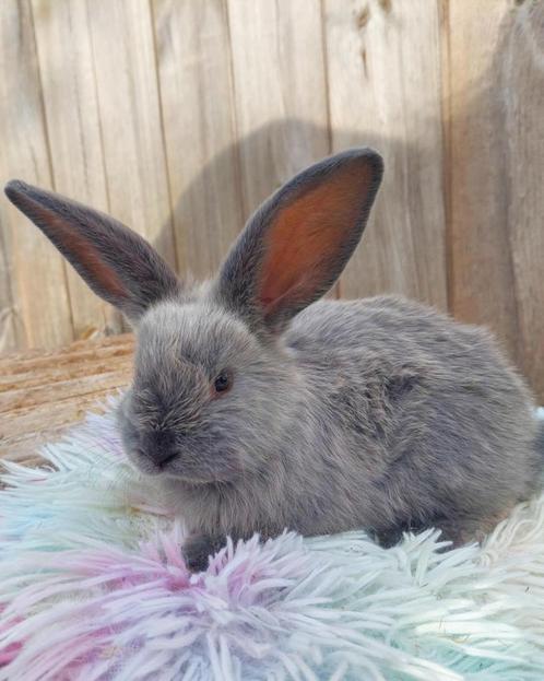 duitse reus x franse hangoor, Dieren en Toebehoren, Konijnen, Groot, Meerdere dieren, 0 tot 2 jaar, Hangoor