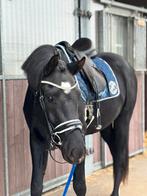 Mooie lieve 3 jarige dressuur ruin, Gechipt, Ruin, Dressuurpaard, Zadelmak