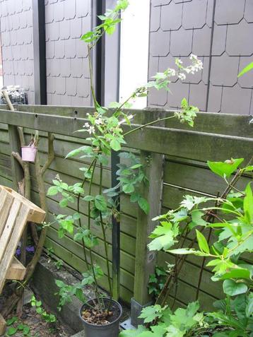 Mure sans épine beschikbaar voor biedingen