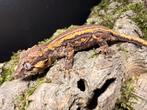 Gargoyle gekko - Rhacodactylus auriculatus, Dieren en Toebehoren, Reptielen en Amfibieën, Hagedis, Tam, 0 tot 2 jaar