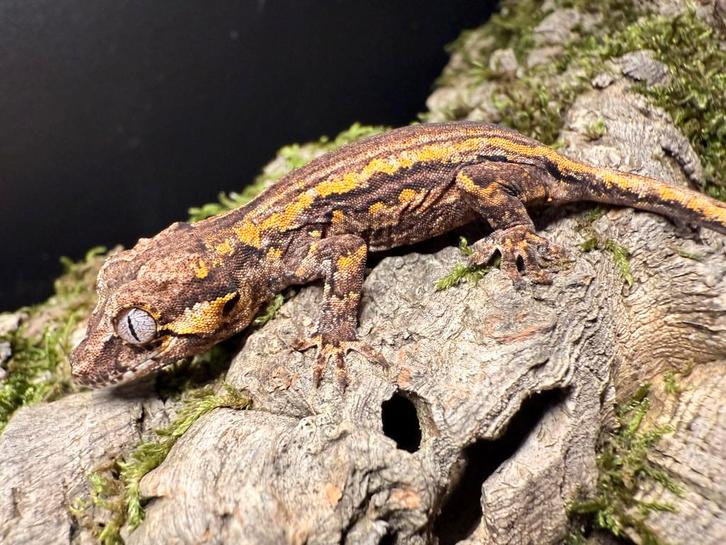 Gargoyle gekko-Rhacodactylus auriculatus(meerdere kleintjes), Dieren en Toebehoren, Reptielen en Amfibieën, Hagedis, 0 tot 2 jaar