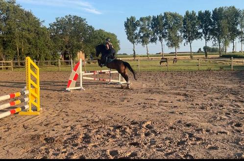 Ruiter Aangeboden, Dieren en Toebehoren, Paarden