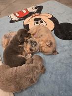 Chihuahua puppy te koop, België, Fokker | Hobbymatig, Meerdere, Meerdere dieren