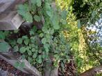 Lot de 4 Noisetiers - Environ 1m50 - Ideal haie ou jardin, Ophalen, Overige soorten, Haag, 100 tot 250 cm