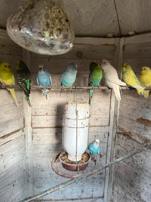 Jonge grasparkieten te koop – wildkleur – €10/stuk, Dieren en Toebehoren, Vogels | Parkieten en Papegaaien, Parkiet, Geslacht onbekend