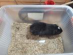 Cuy cavia beer 5€/stuk, Dieren en Toebehoren, Juni, Mannelijk, Cavia