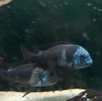 2 Tanganiykas. Tropheus Duboisi, Dieren en Toebehoren, Vissen | Aquariumvissen