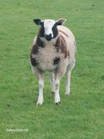 Lammers, femelle, née avec nous et 1mâle, Mouton, Plusieurs animaux, 0 à 2 ans