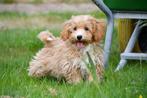 Maltipoo pups te koop, Dieren en Toebehoren, 15 weken tot 1 jaar, Overige rassen, Buitenland, CDV (hondenziekte)