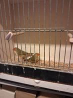 BINSENASTRILDE, Meerdere dieren, Tropenvogel, Geringd