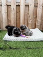Prachtige pomeriaan pups, Dieren en Toebehoren, België, Keeshond, CDV (hondenziekte), 8 tot 15 weken
