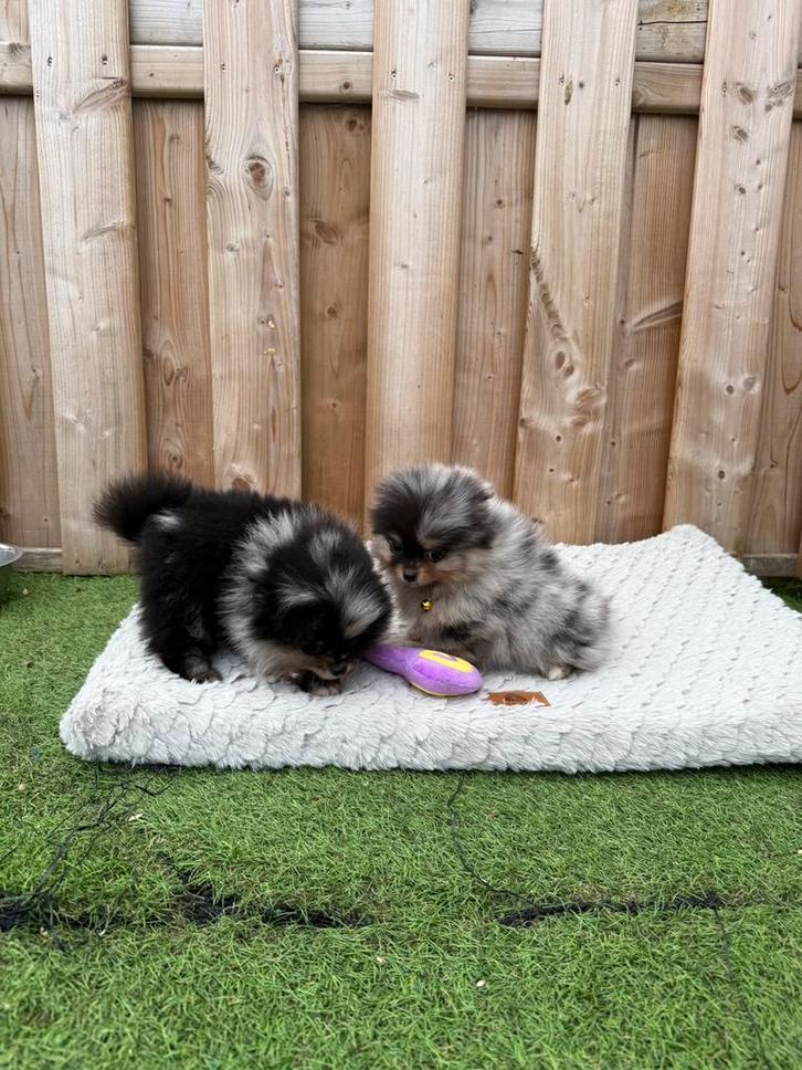 Prachtige pomeriaan pups, Dieren en Toebehoren, Honden | Poolhonden, Keeshonden en Oertypen, Meerdere dieren, Keeshond, Fokker | Professioneel