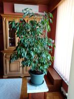 Magnifique Plante Ficus benjamina, Huis en Inrichting, Kamerplanten, Ophalen, Ficus, 100 tot 150 cm, Halfschaduw