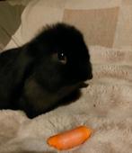 Minilop raszuiver zwart, Dieren en Toebehoren, Vrouwelijk, Dwerg, Hangoor, 0 tot 2 jaar