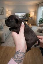 Mini french bull terrier pups, Dieren en Toebehoren, België, Fokker | Hobbymatig, 8 tot 15 weken, Meerdere
