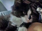 Kitten te koop, Kater, Ontwormd, 0 tot 2 jaar