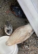 Kwartels gratis, Meerdere dieren