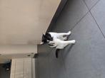 Nieuwe thuis gezocht voor 2 lieve poezen, Meerdere dieren, Kortharig, 6 jaar of ouder