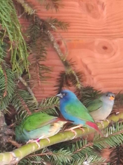 Forbes papegaaiamadines (Erythura tricolor), Dieren en Toebehoren, Vogels | Overige Vogels, Tropenvogel, Meerdere dieren