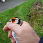 Chardonneret classique male, Dieren en Toebehoren, Vogels | Overige Vogels, Mannelijk, Geringd