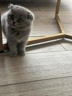 Chaton scottish fold, Dieren en Toebehoren, Katten en Kittens | Raskatten | Korthaar, Poes, 0 tot 2 jaar