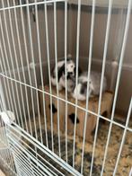 Enclos a lapin et ses residents, Ophalen, Ren, Konijn