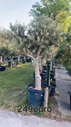 Olijfbomen olea europaea aan stuntprijzen!, Tuin en Terras, Planten | Bomen, Ophalen of Verzenden
