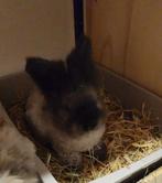 Ras zuiver bruine marter Ram, Dieren en Toebehoren