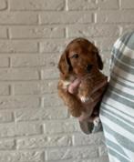 Prachtige cockapoo pup zoekt gouden mandje!, Poedel, België, CDV (hondenziekte), 8 tot 15 weken