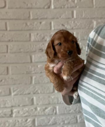 Prachtige cockapoo pup zoekt gouden mandje! beschikbaar voor biedingen