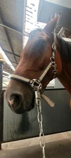Springpaard te koop, Springpaard, 175 cm of meer, Gechipt, Ruin