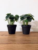 Kunstplantjes pannekoeken plant (meerdere in mijn bezit), Verzenden, Zo goed als nieuw