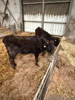 Wagyu, Dieren en Toebehoren